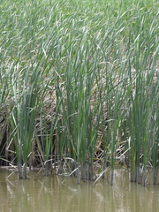 Typha orientalis
