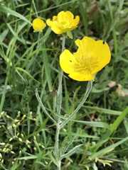 Ranunculus illyricus