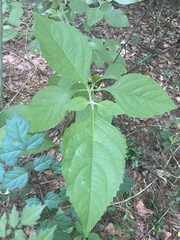 Callicarpa americana