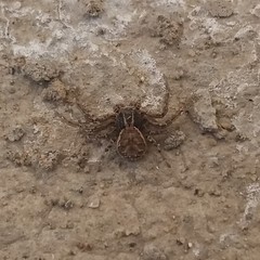 Xysticus
