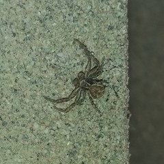 Xysticus