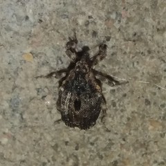 Stenocarus