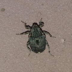 Stenocarus