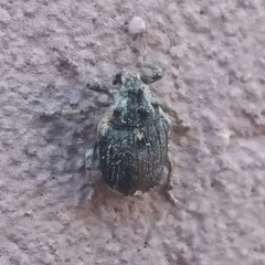 Stenocarus