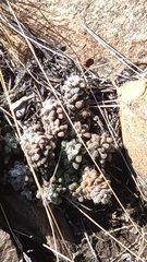 Anacampseros subnuda