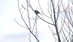 Emberiza leucocephalos