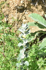 Verbascum gnaphalodes