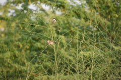Passer domesticus