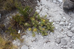 Aspalathus aspalathoides