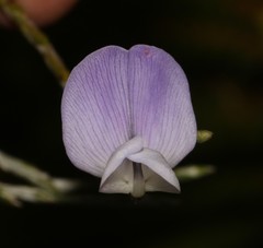 Psoralea pullata