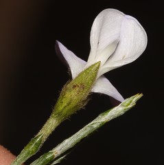 Psoralea pullata