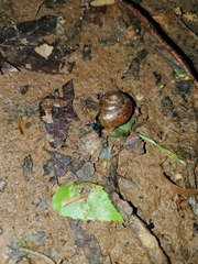 Mesomphix rugeli