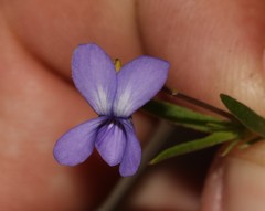 Viola decumbens decumbens