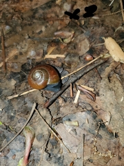 Mesomphix rugeli