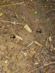 Mesomphix rugeli