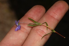 Viola decumbens decumbens