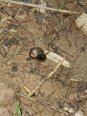 Mesomphix rugeli
