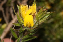 Aspalathus aspalathoides