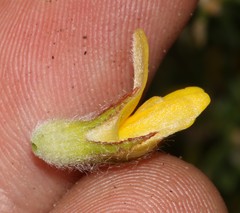 Aspalathus aspalathoides