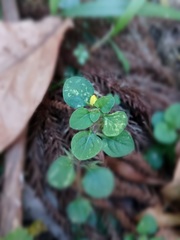 Lysimachia japonica
