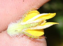 Aspalathus aspalathoides