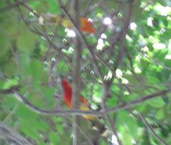 Malaconotus cruentus