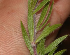 Aspalathus aspalathoides