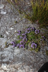 Merciera azurea