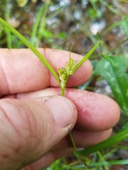 Carex corrugata