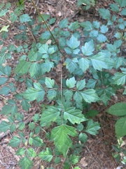 Nekemias arborea