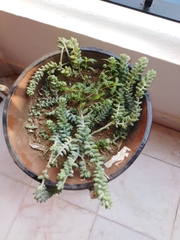 Sedum burrito