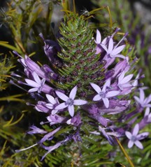 Merciera azurea