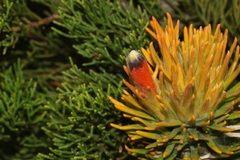 Retzia capensis