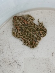 Bufotes viridis balearicus