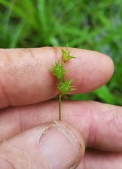 Carex hyalina