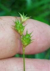 Carex hyalina