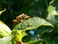 Stenocorus meridianus