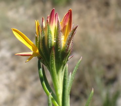 Oedera capensis