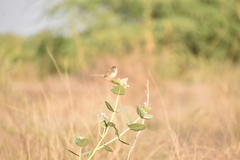 Prinia inornata