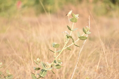 Prinia inornata