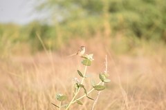 Prinia inornata