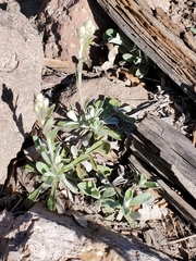 Antennaria marginata
