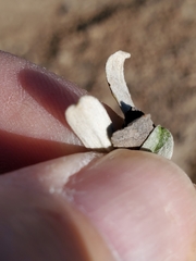 Antennaria marginata