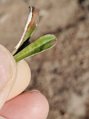 Antennaria marginata