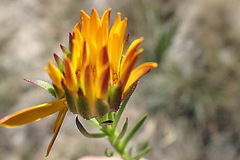 Oedera capensis