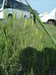 Avena eriantha