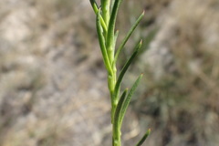Oedera capensis