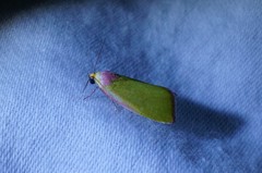 Earias pudicana
