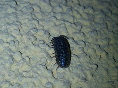Armadillidium versicolor