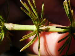 Equisetum pratense